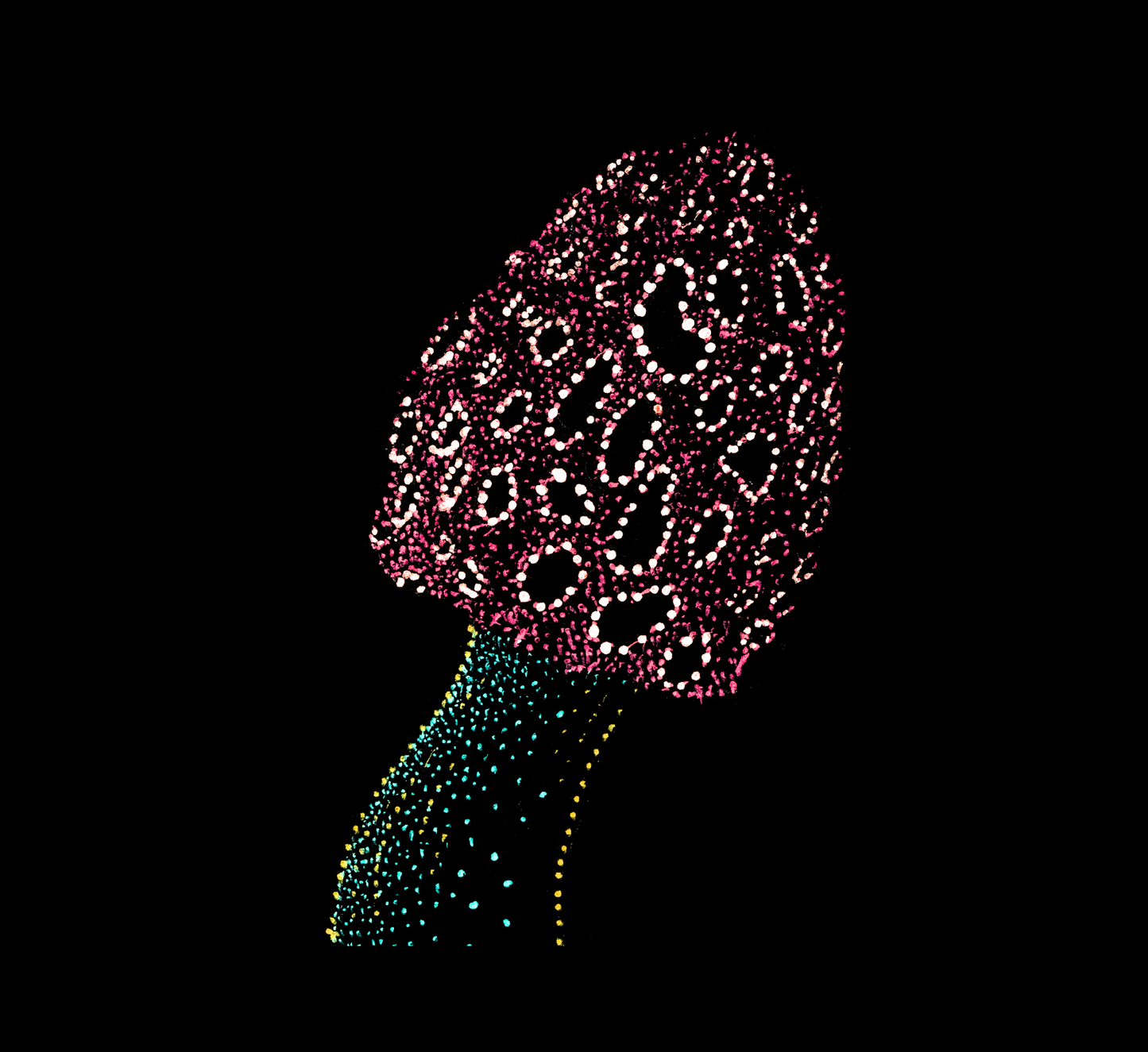 Satish's Morel Mushroom, Fungi, Jindots, 2024