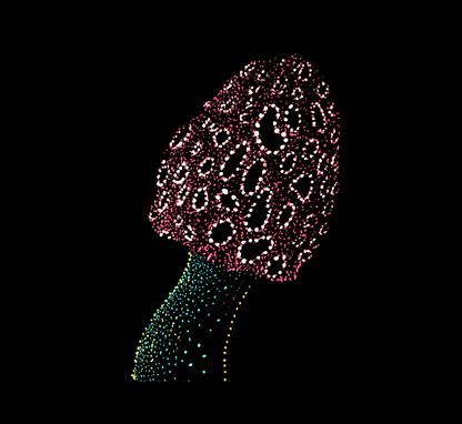 Satish's Morel Mushroom, Fungi, Jindots, 2024